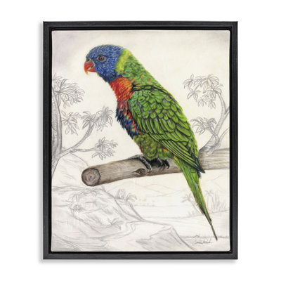 "Lorikeet", croquis de nature noire encadrée sur toile flottante par Connie Resch