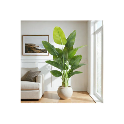 Plant