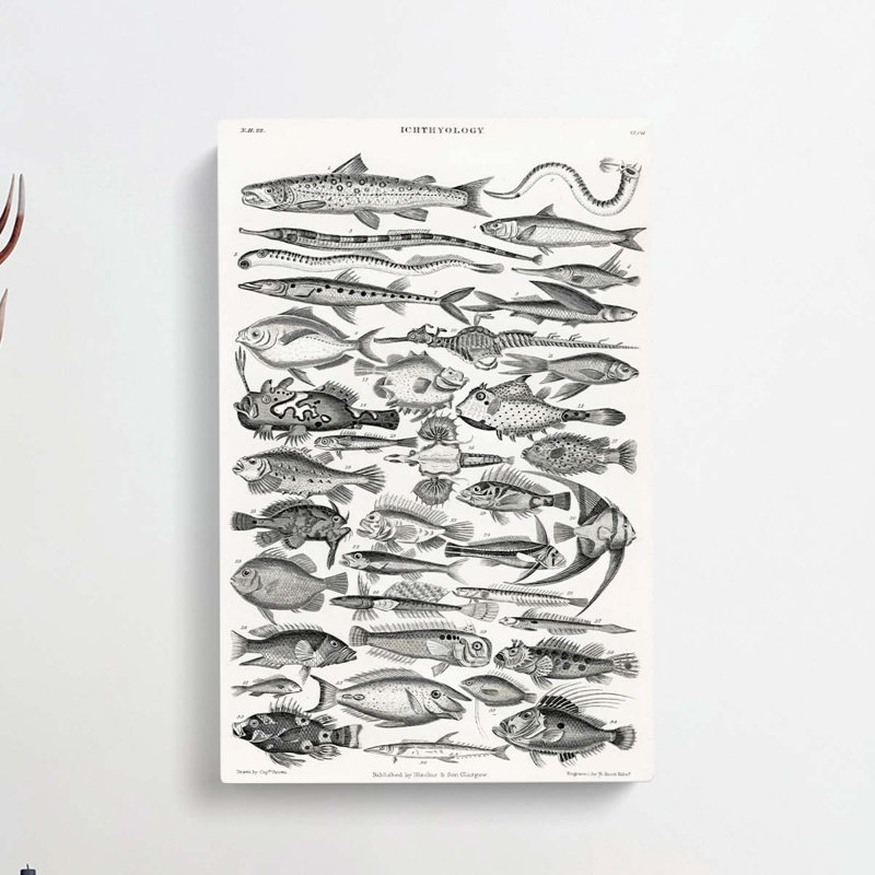 Study Of Fish XLVH by Oliver Goldsmith - Wrapped Canvas Print, 76cm H x 50cm W x 3cm D