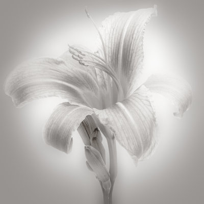 Tiger Lily II 1 Piece Wrapped Canvas Wall Art