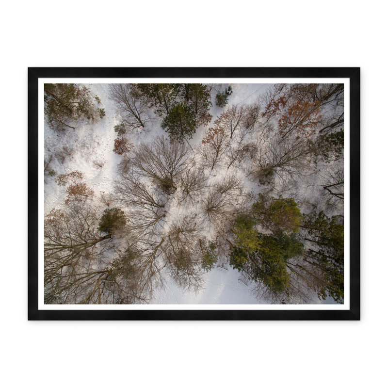 Tree Tops I Print by Tim Klein