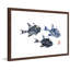 « small trigger fish », reproduction d’art encadrée-20585138