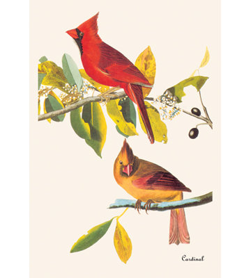 "cardinal" par john james audubon, reproduction d’art sur toile tendue encadrée