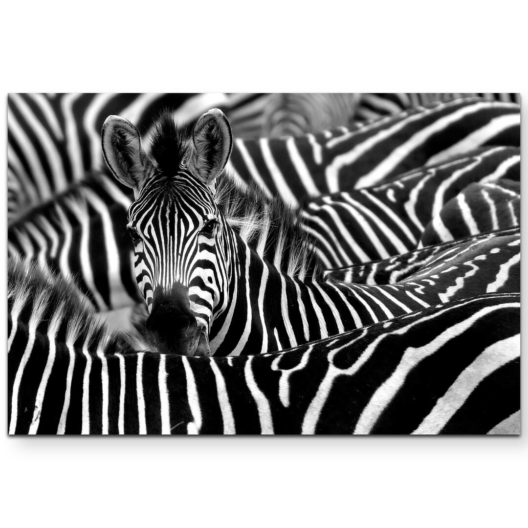 Leinwandbild Zebra in seiner Herde