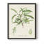 Antique Ammond Botanical III, reproduction encadrée - bois massif-2003151455-2003151445