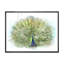 Paon, reproduction d'art sur toile-59709016-59709014