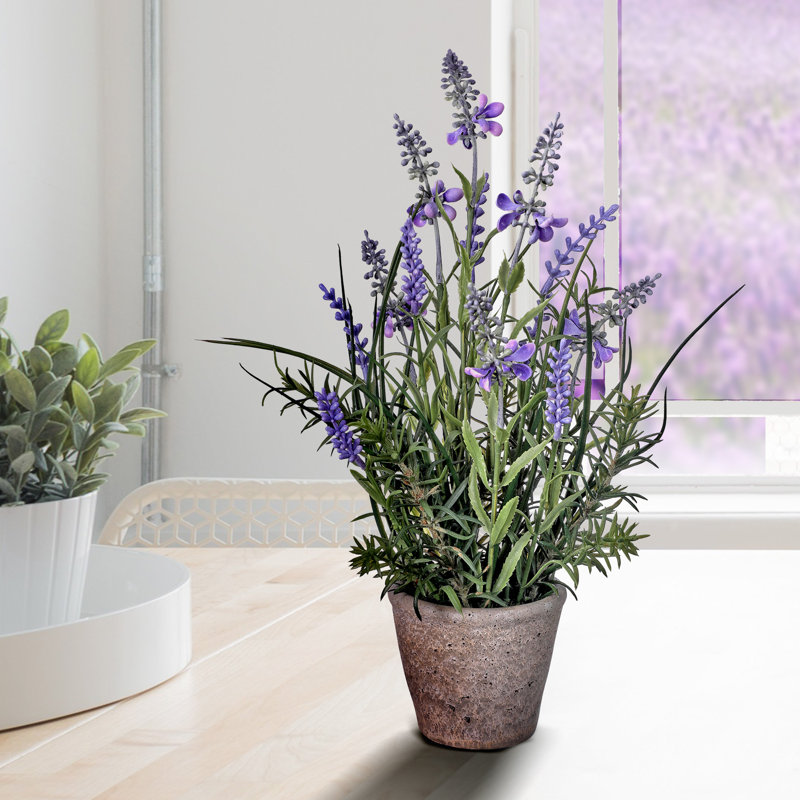 Lavender Arrangement in Pot