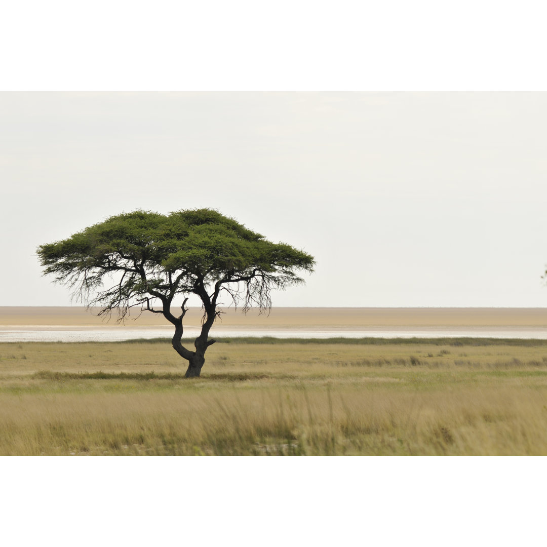 Akazienbaum in Afrika von Propicture - Kunstdrucke auf Leinwand