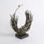 Bird's Nest-Verdi-11894000