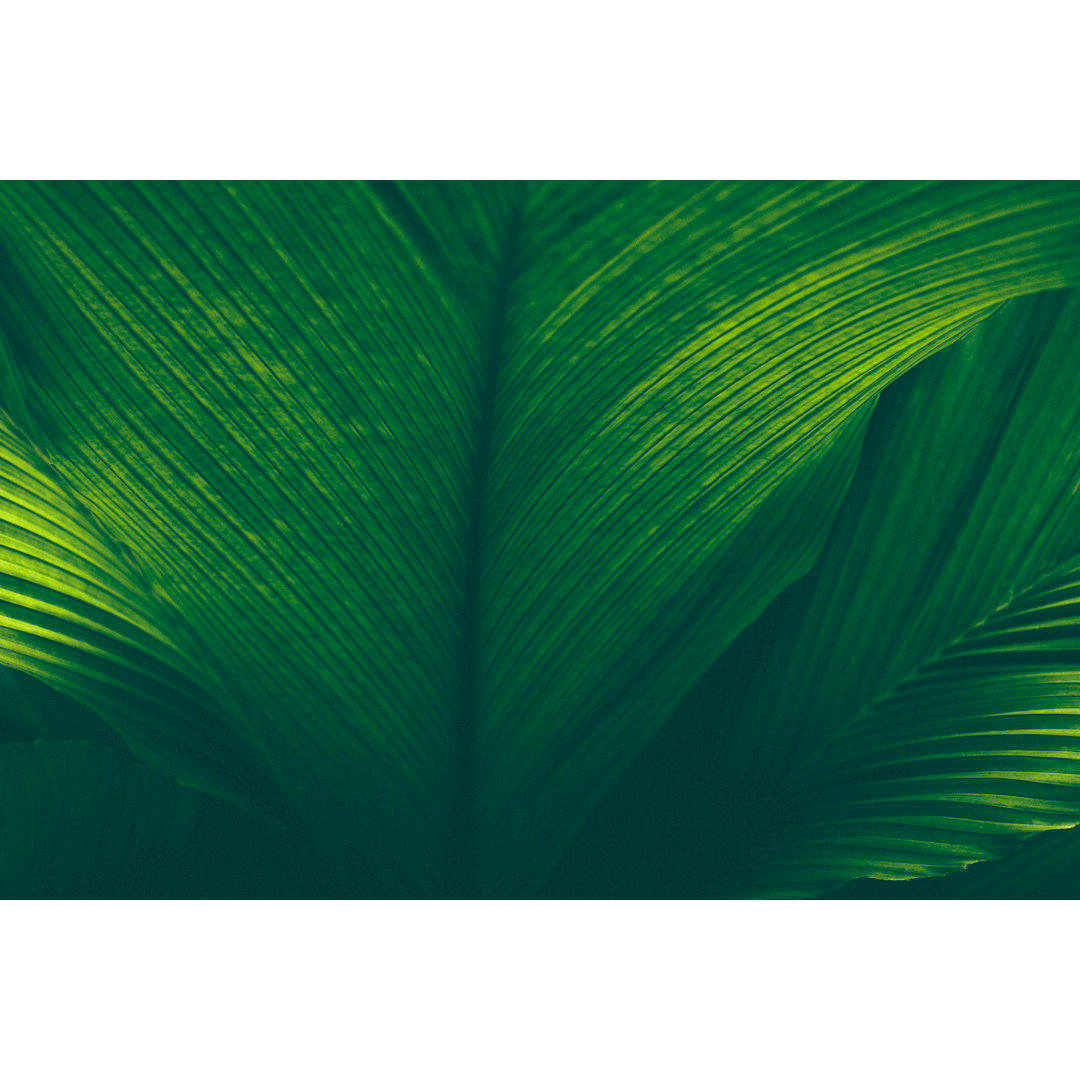 Tropical Leaf von Jasmina007 - Kunstdrucke auf Leinwand ohne Rahmen