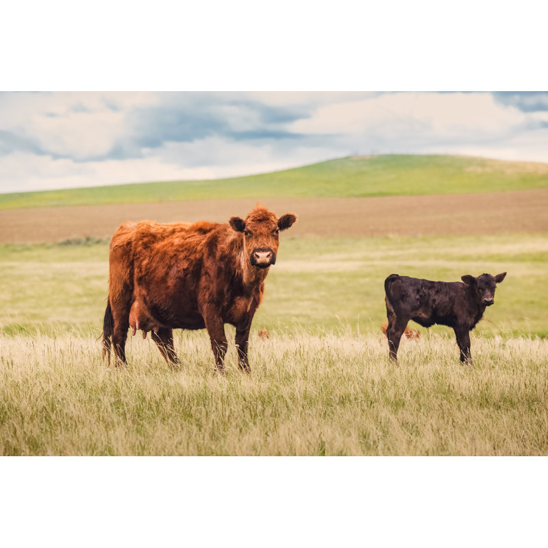Red Angus Cow - Wrapped Canvas Print, 81cm H x 122cm W x 3.8cm D