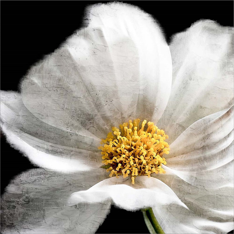 Plants & Flowers Wall Decor on Canvas