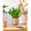 HDHPOT Ceramic Pot Planter-2100550267