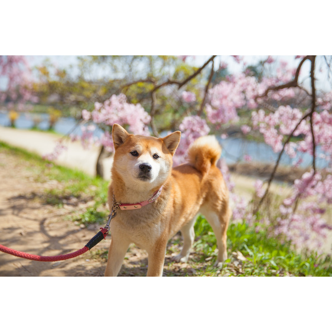 Sakura and Shiba Inu by Kumikomini - Wrapped Canvas Photograph