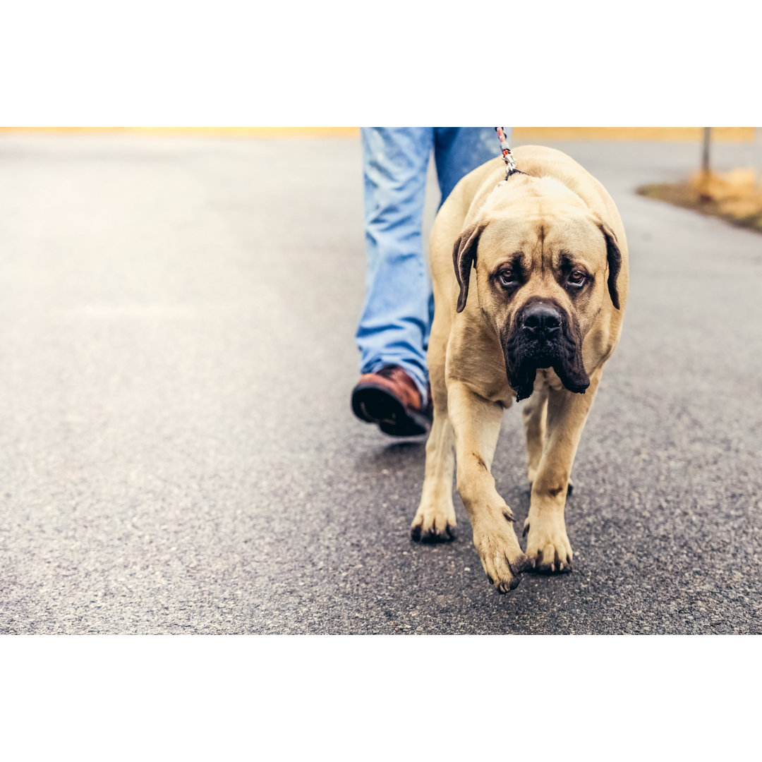 Person Walking English Mastiff Dog Outdoors von Debibishop - No Frame Kunstdrucke auf Leinwand