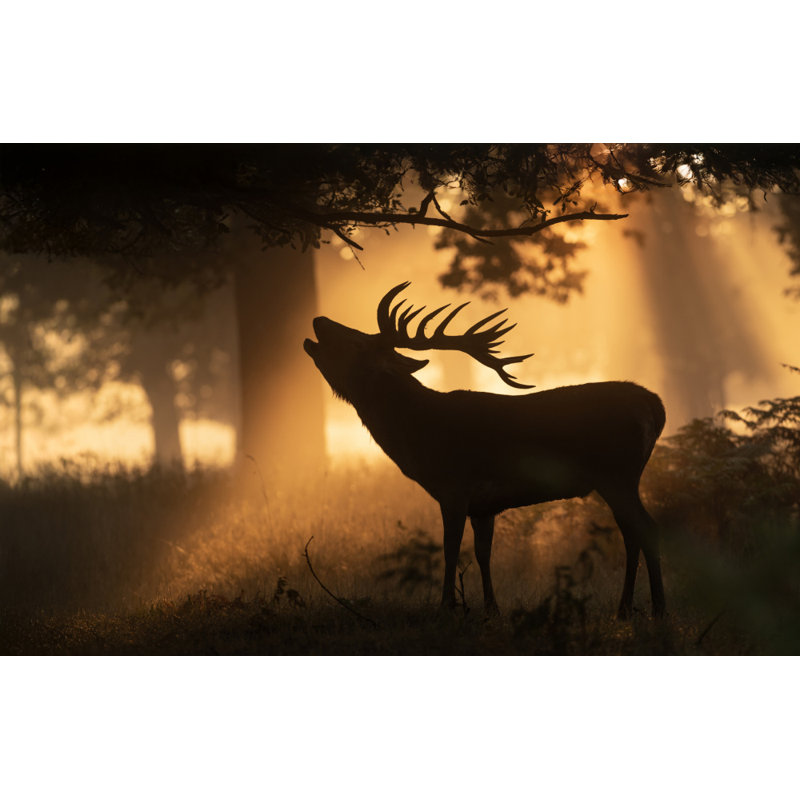 Wrapped Canvas Print, 50.8 cm H x 76.2 cm W
