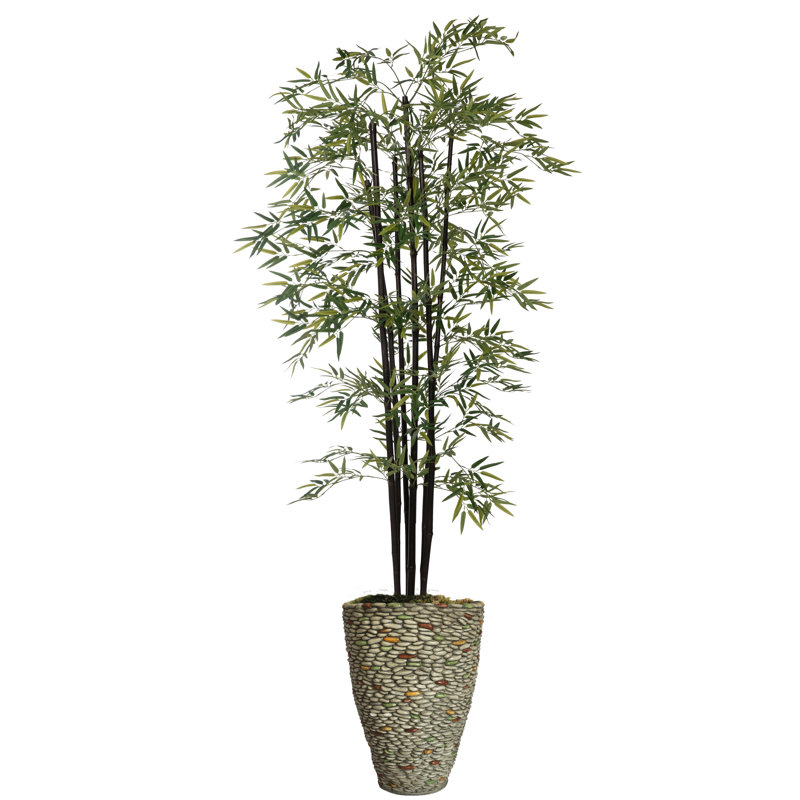 Arbre de bambou Panama