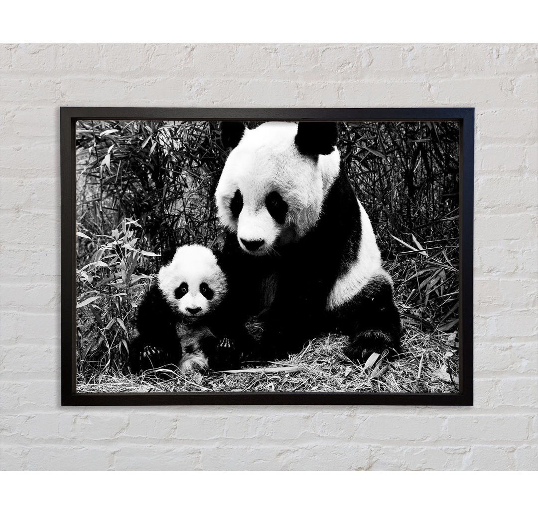 Panda Mutter und Baby - Einzelner Bilderrahmen Kunstdrucke auf Leinwand