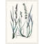 Careful In Contemplation 5 Print-1830900125