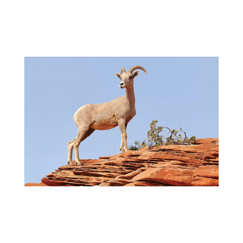 Standing Proud by Brian Wolf - Wrapped Canvas Print, 20.32cm H x 30.48cm W x 1.91cm D