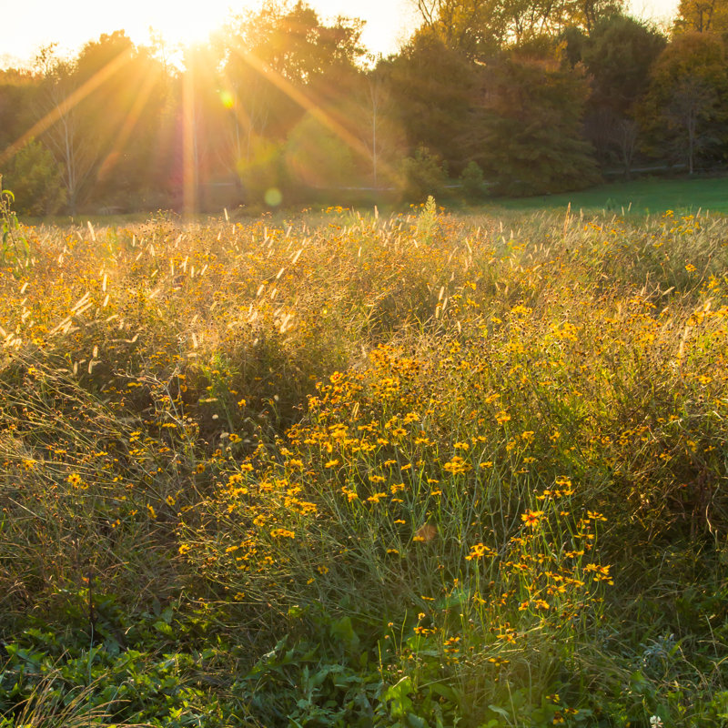 Dipietro Sunset On Flowers Meadow - Wrapped Canvas Print, 91cm H x 91cm W x 3.8cm D