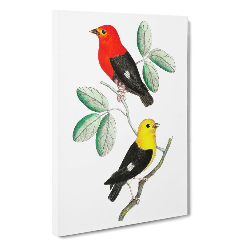 Two Manakin Birds by George Shaw - Wrapped Canvas, 50cm H x 35cm W x 3cm D