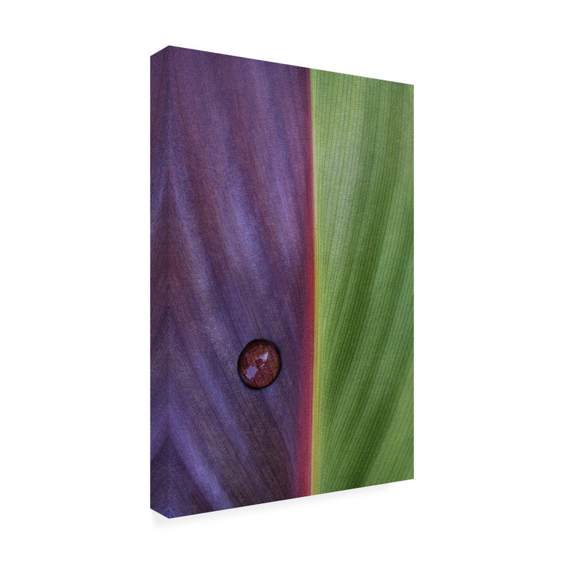 Canna sur toile, L 12 po x H 19 po