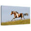 Cheval Appaloosa gratuit