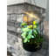 Lanterne solaire-120201303