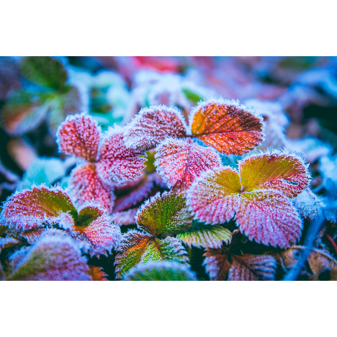 Blätter im frühen Frost von Xijian - Leinwandbild