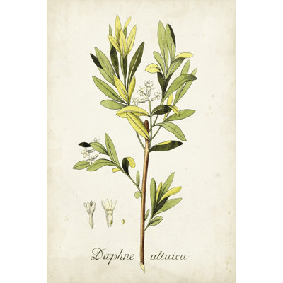 Antique Herb Botanical IV - Wrapped Canvas Painting