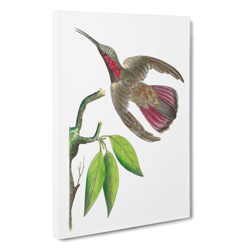 Purple-Tailed Hummingbird by George Shaw - Wrapped Canvas Painting, 50cm H x 35cm W x 3cm D