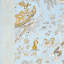 Tissu Matsudana-55967398