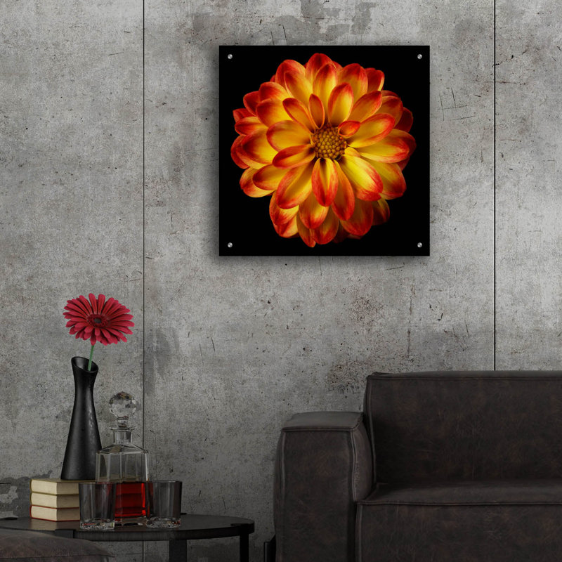 "Orange Dahlia On Black 01" par Tom Quartermaine, H 24 po x l 24 po x P 0,2 po