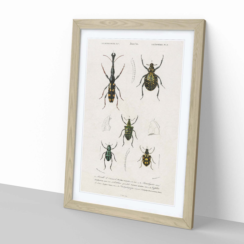 Beetle Illustrations PL.9 by Charles D'Orbigny - Single Picture Frame Print, Oak Framed, 45cm H x 33cm W x 2cm D