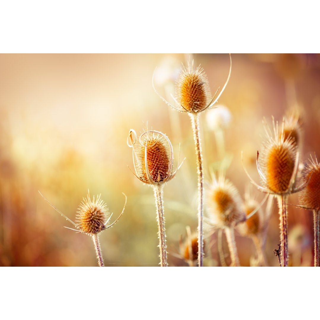 Distel von Jasmina - Leinwandbild