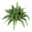 Ensemble de 2 plantes fougères Boston-25768687