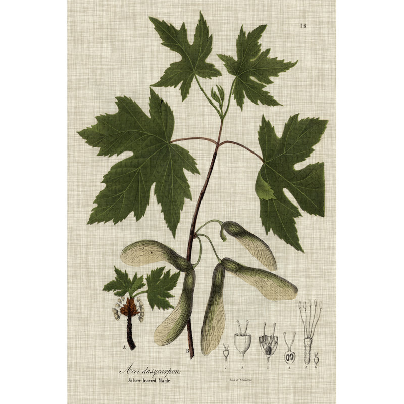 Linen & Leaves II by Vision Studio - Wrapped Canvas Art Prints, 46cm H x 30cm W