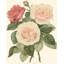 Art sur toile tendue Red Barrel Studio® Vision Studio Gallery: Vintage Roses II-899287591