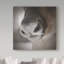 « renne groin », reproduction de photo sur toile tendue-31974520