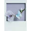 Natural Orchids Wall Décor