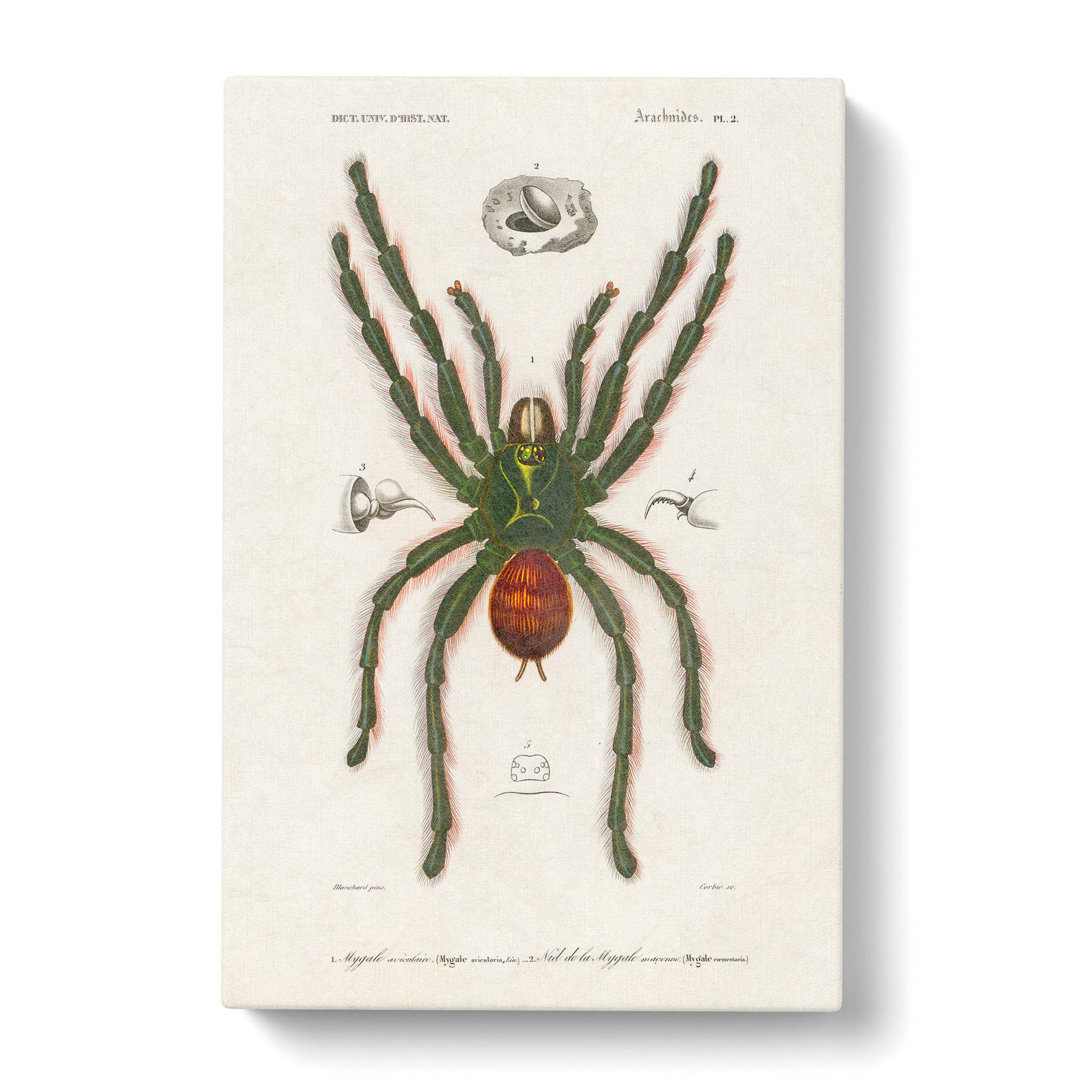 Tarantula Illustration by Charles d' Orbigny - Wrapped Canvas