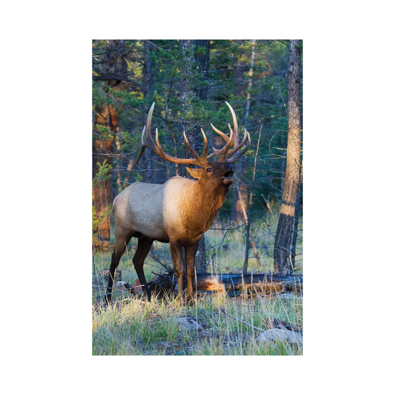 Rocky Mountain Bull Elk Bugling by Ken Archer - Wrapped Canvas Gallery-Wrapped Canvas Giclée, 20.32 cm H x 30.48 cm W