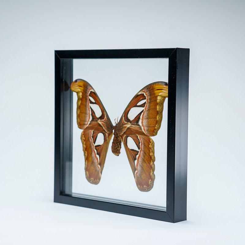 Single Genuine Attacus Atlas In Black Display Frame