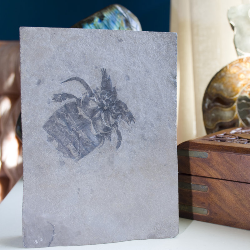 Assiette fossile Eurypterid. Lang's Quarry, Herkimer County, New York