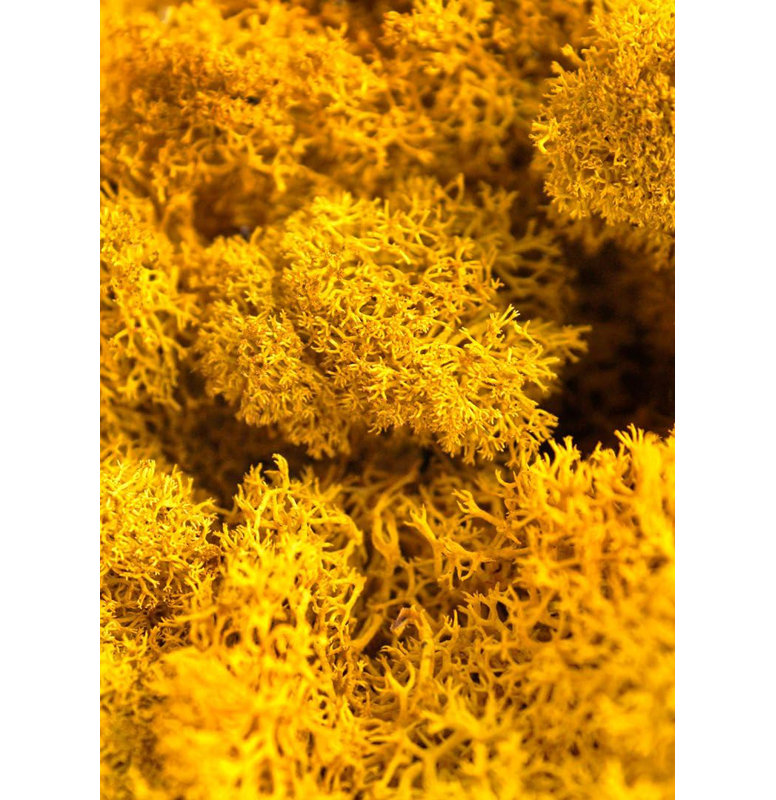 SuperMoss Preserved Reindeer Moss, Mango, 2oz