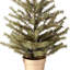 Sapin 36 po