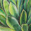 Watercolor Agave Plant - Toile exotique encadrée, décoration intérieure