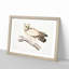 Coromandel Owl by John Edward Gray - Picture Frame Painting Print-55682858-55682862