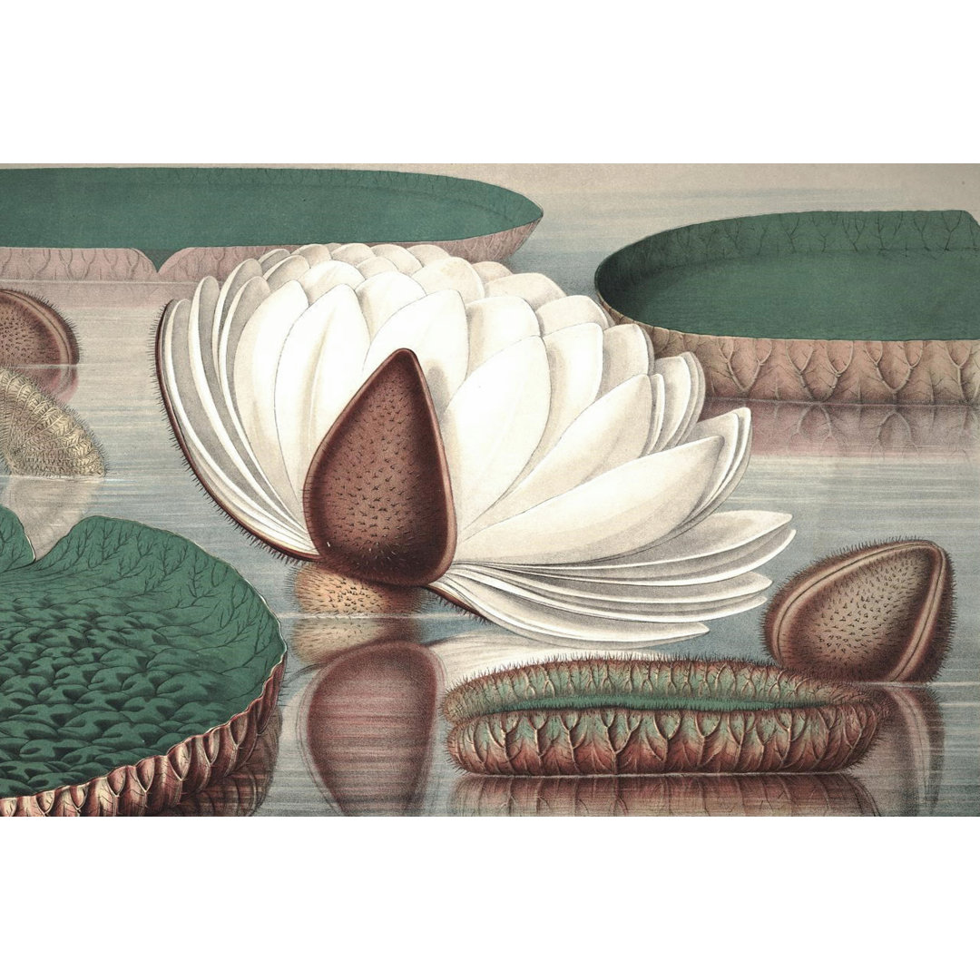 Leinwandbild Vintage Water Lily I von Vision Studio